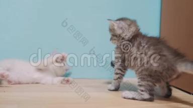 两只小猫在玩打架互相追跑可爱搞笑视频.. 慢动作视频。 小猫宠物的概念